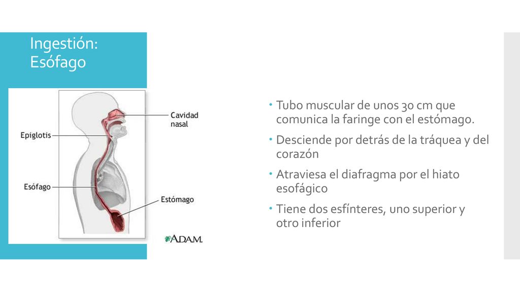 Ingestión: Esófago Tubo muscular de unos 30 cm que comunica la faringe con el estómago. Desciende por detrás de la tráquea y del corazón.