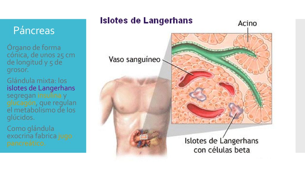 Páncreas Órgano de forma cónica, de unos 25 cm de longitud y 5 de grosor.