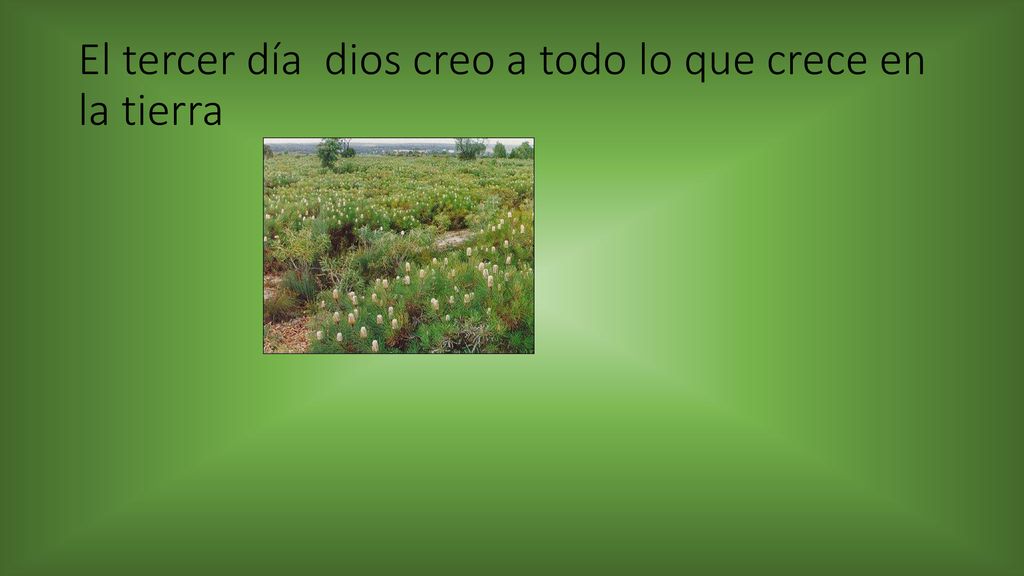 El tercer día dios creo a todo lo que crece en la tierra