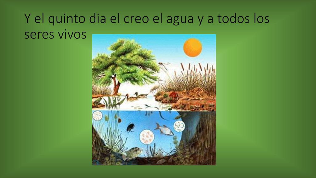 Y el quinto dia el creo el agua y a todos los seres vivos