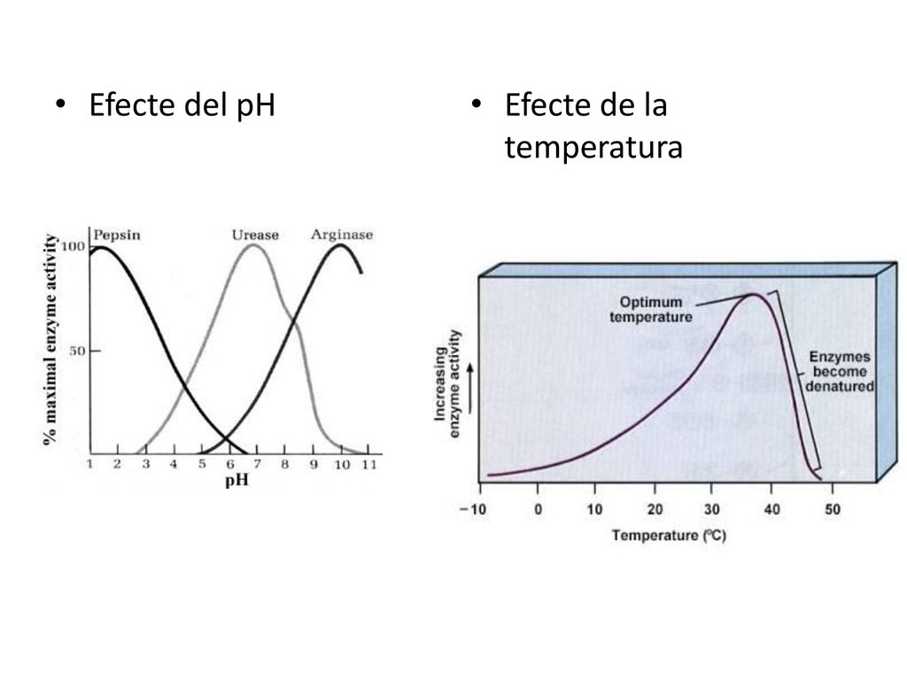 Efecte del pH Efecte de la temperatura
