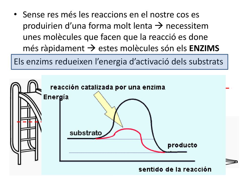 Els enzims redueixen l’energia d’activació dels substrats
