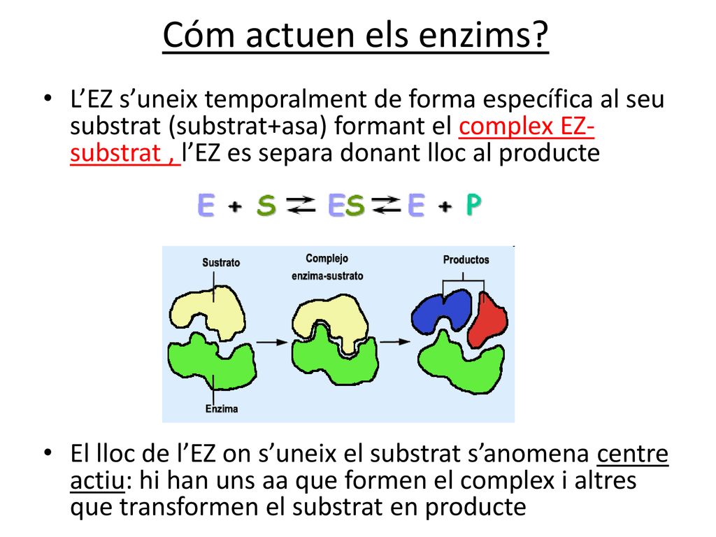 Cóm actuen els enzims