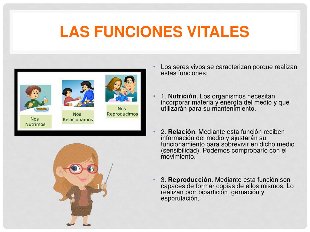 LAS FUNCIONES VITALES Los seres vivos se caracterizan porque realizan estas funciones: