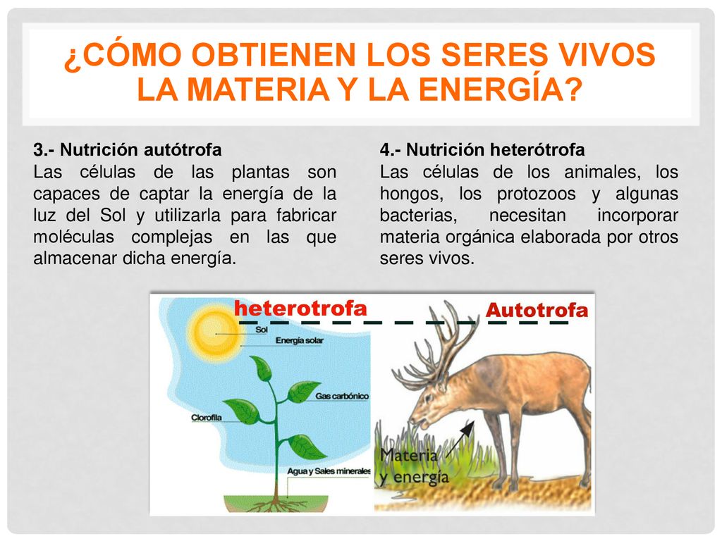 ¿Cómo obtienen los seres vivos la materia y la energía