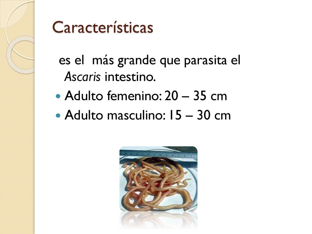 Características es el más grande que parasita el Ascaris intestino.