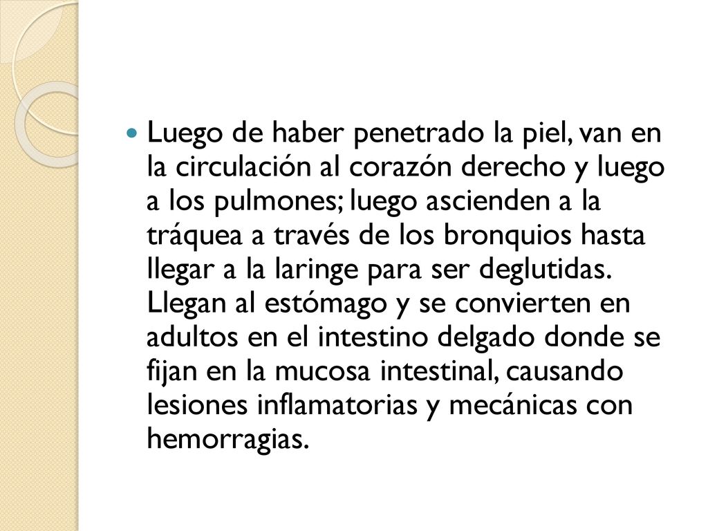 Luego de haber penetrado la piel, van en la circulación al corazón derecho y luego a los pulmones; luego ascienden a la tráquea a través de los bronquios hasta llegar a la laringe para ser deglutidas.
