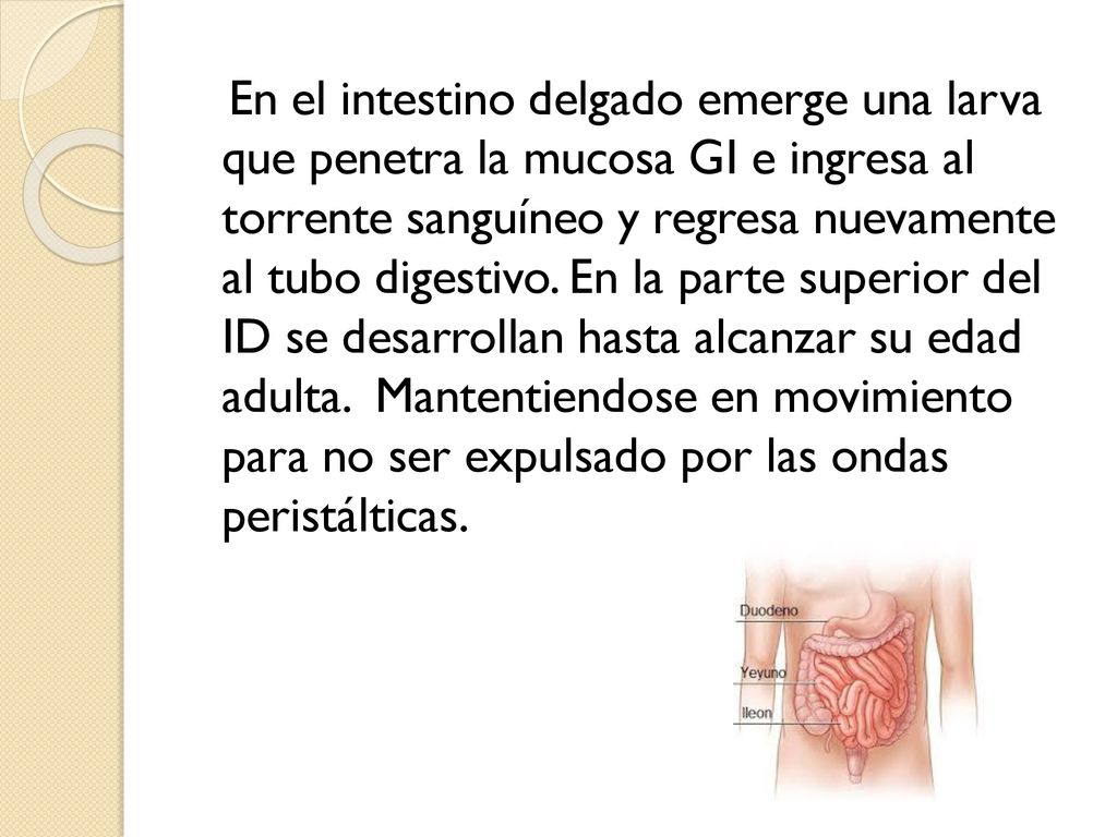 En el intestino delgado emerge una larva que penetra la mucosa GI e ingresa al torrente sanguíneo y regresa nuevamente al tubo digestivo.