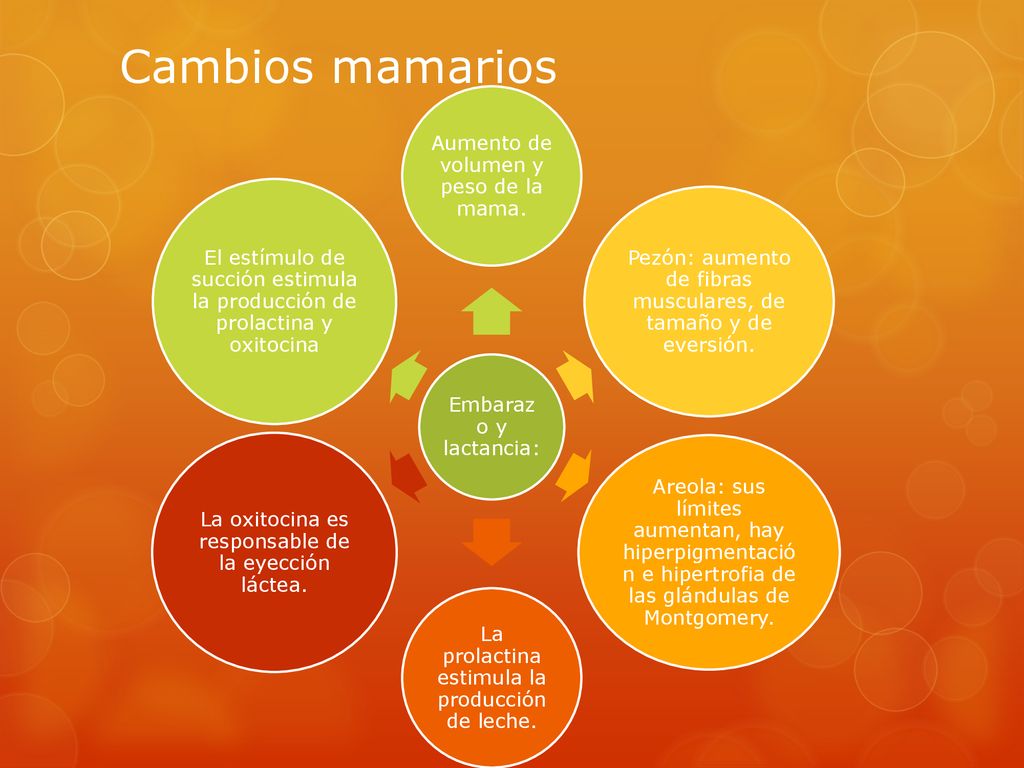 Cambios mamarios Aumento de volumen y peso de la mama.