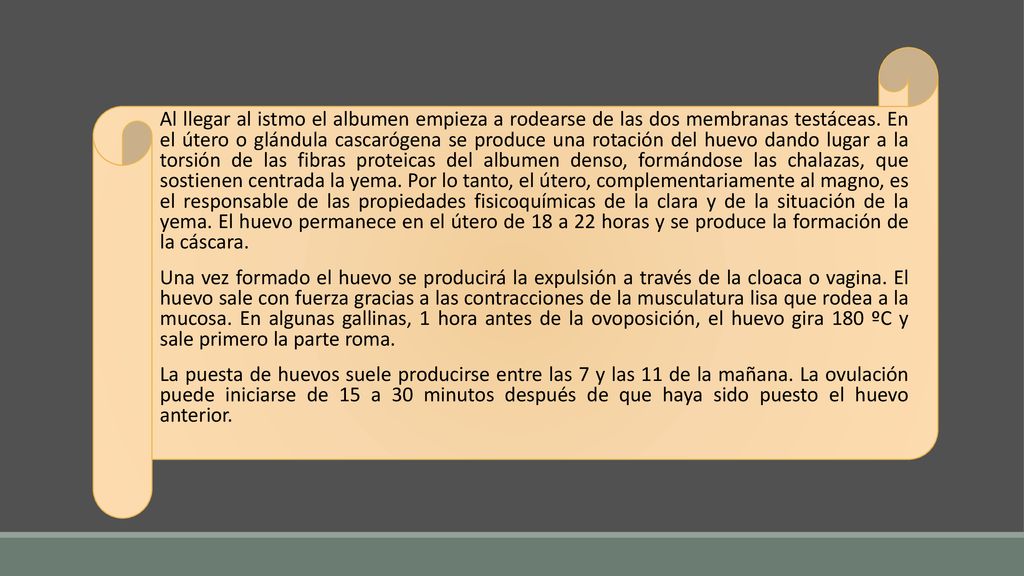 Al llegar al istmo el albumen empieza a rodearse de las dos membranas testáceas. En el útero o glándula cascarógena se produce una rotación del huevo dando lugar a la torsión de las fibras proteicas del albumen denso, formándose las chalazas, que sostienen centrada la yema. Por lo tanto, el útero, complementariamente al magno, es el responsable de las propiedades fisicoquímicas de la clara y de la situación de la yema. El huevo permanece en el útero de 18 a 22 horas y se produce la formación de la cáscara.