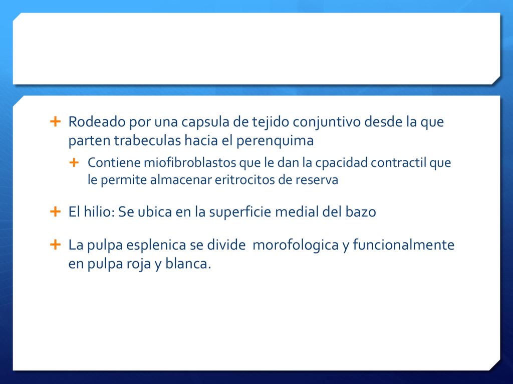 El hilio: Se ubica en la superficie medial del bazo
