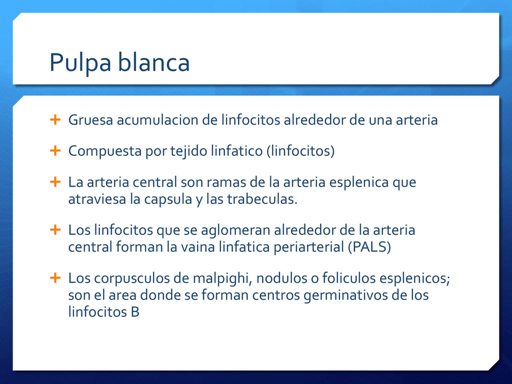 Pulpa blanca Gruesa acumulacion de linfocitos alrededor de una arteria