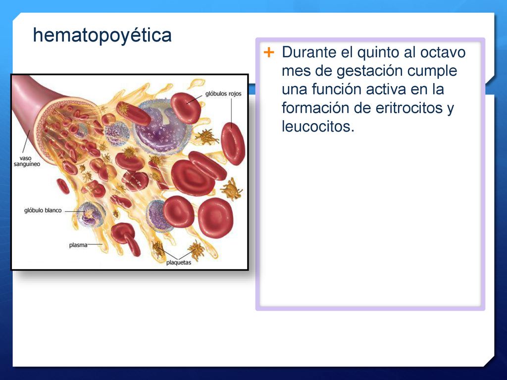 hematopoyética Durante el quinto al octavo mes de gestación cumple una función activa en la formación de eritrocitos y leucocitos.