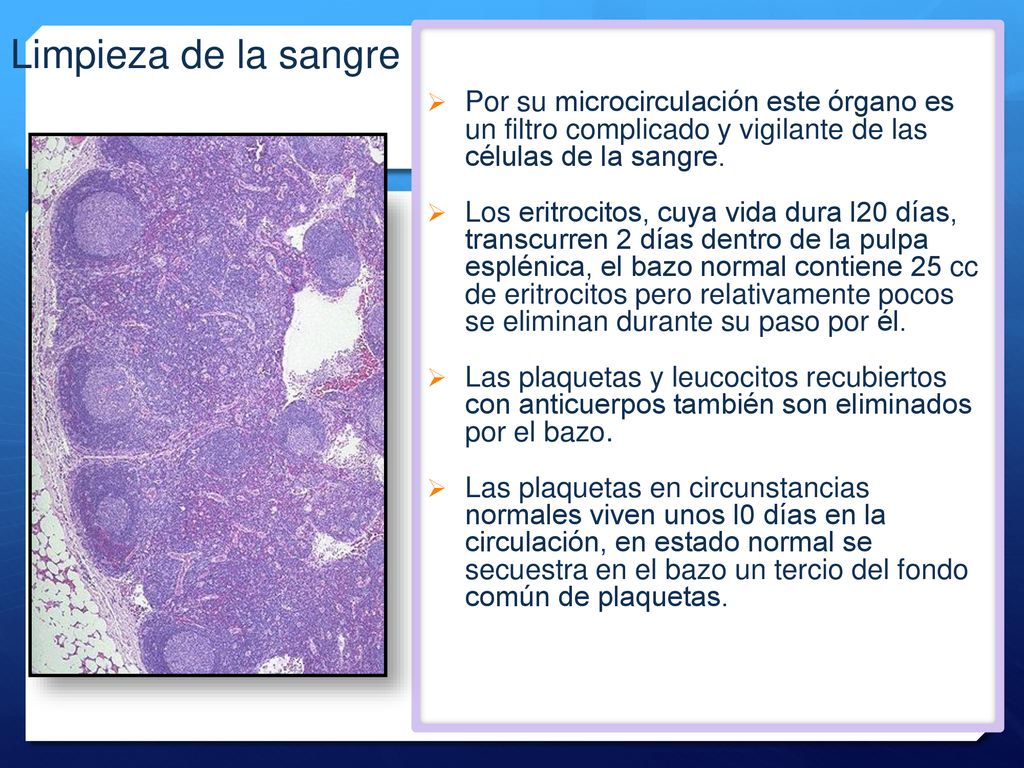 Limpieza de la sangre Por su microcirculación este órgano es un filtro complicado y vigilante de las células de la sangre.