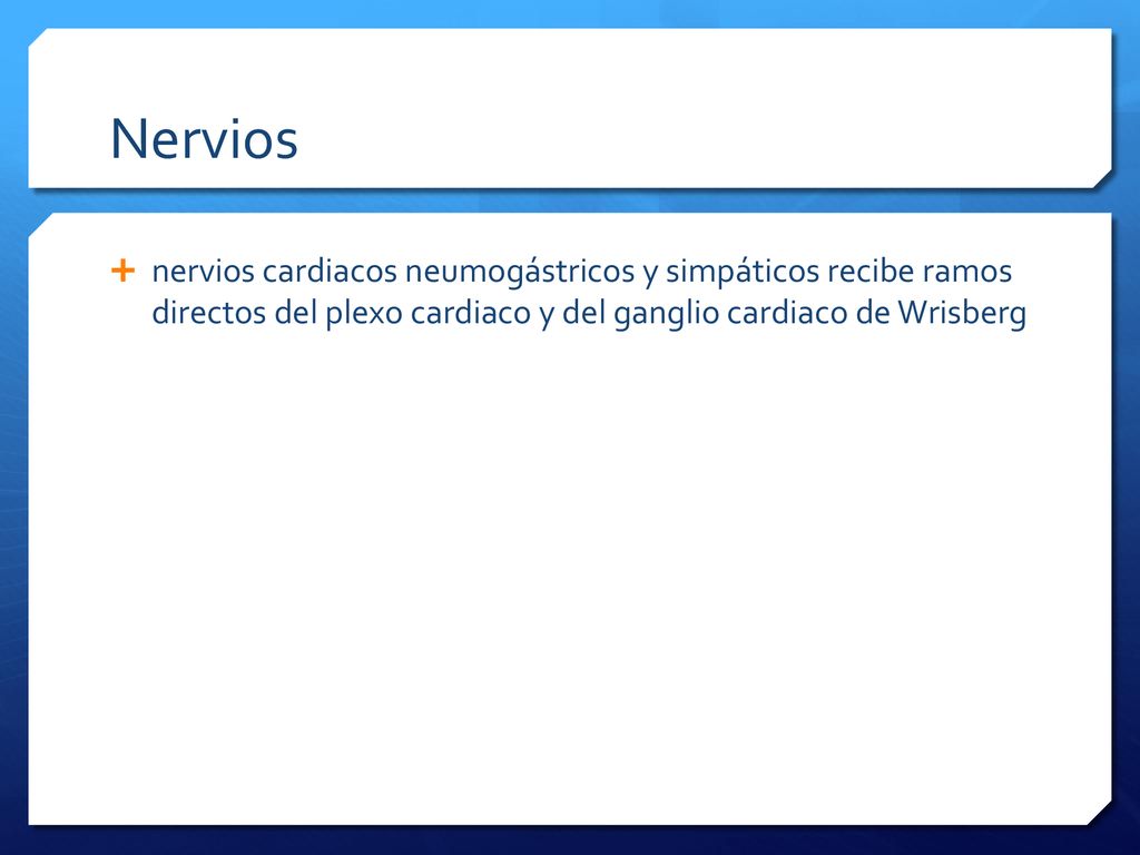 Nervios nervios cardiacos neumogástricos y simpáticos recibe ramos directos del plexo cardiaco y del ganglio cardiaco de Wrisberg.