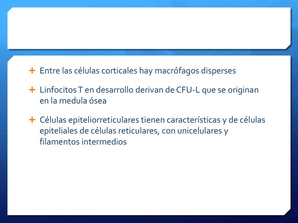 Entre las células corticales hay macrófagos disperses