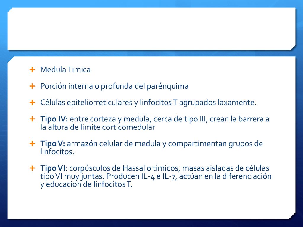 Medula Timica Porción interna o profunda del parénquima. Células epiteliorreticulares y linfocitos T agrupados laxamente.