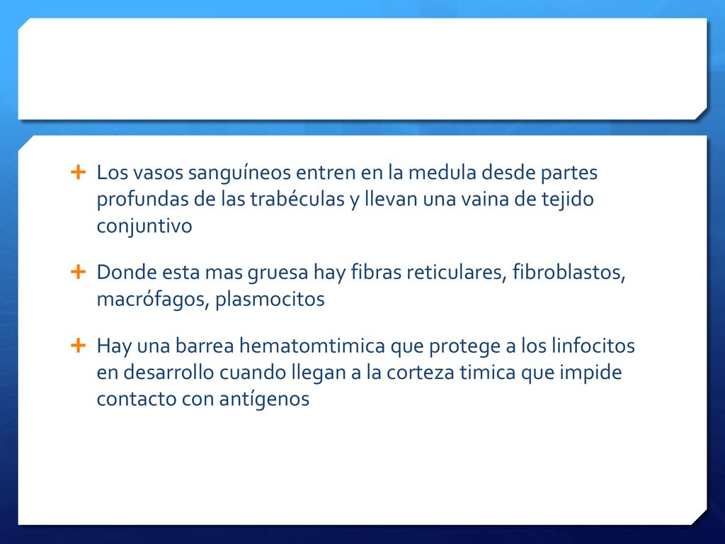 Los vasos sanguíneos entren en la medula desde partes profundas de las trabéculas y llevan una vaina de tejido conjuntivo