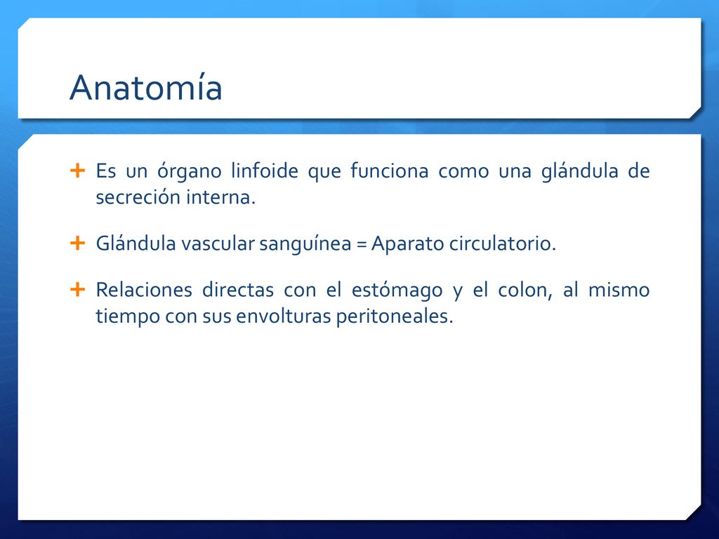 Anatomía Es un órgano linfoide que funciona como una glándula de secreción interna. Glándula vascular sanguínea = Aparato circulatorio.