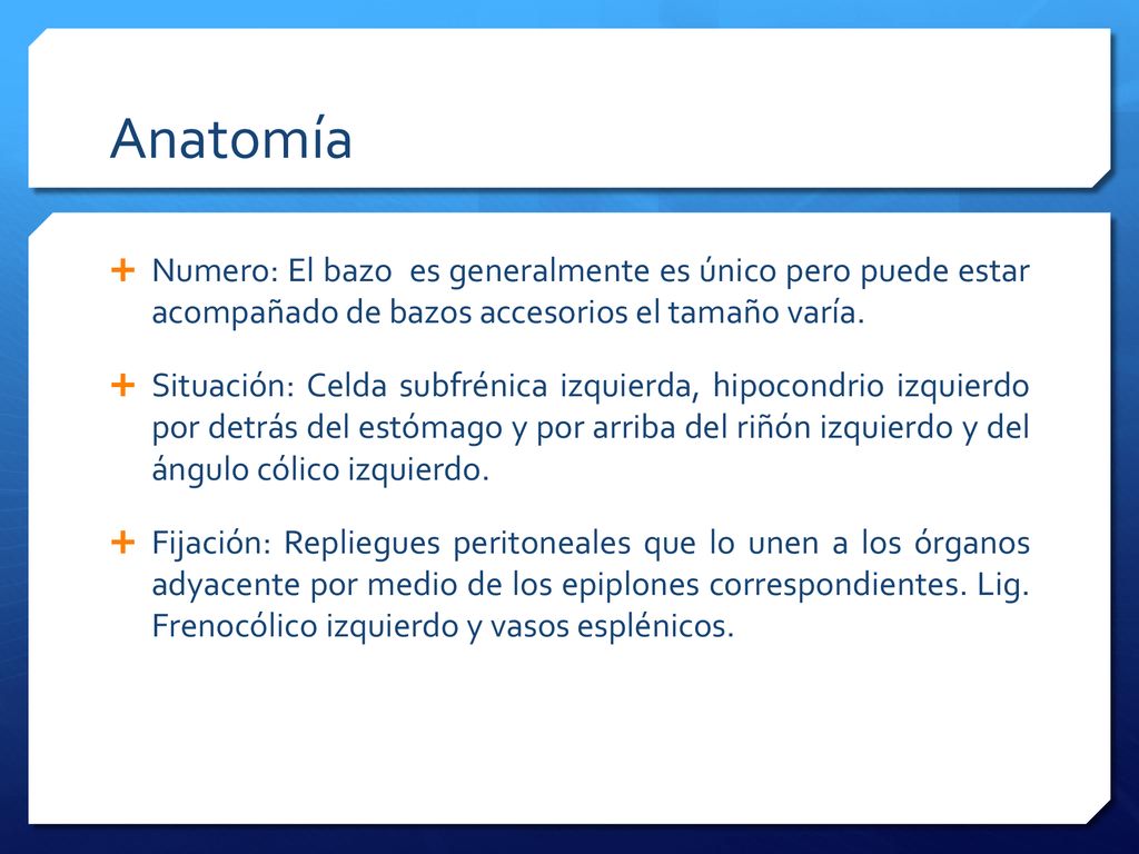 Anatomía Numero: El bazo es generalmente es único pero puede estar acompañado de bazos accesorios el tamaño varía.