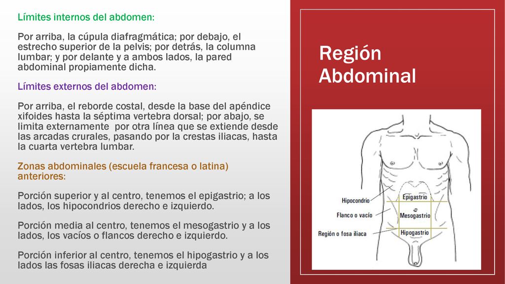 Límites internos del abdomen: Por arriba, la cúpula diafragmática; por debajo, el estrecho superior de la pelvis; por detrás, la columna lumbar; y por delante y a ambos lados, la pared abdominal propiamente dicha. Límites externos del abdomen: Por arriba, el reborde costal, desde la base del apéndice xifoides hasta la séptima vertebra dorsal; por abajo, se limita externamente por otra línea que se extiende desde las arcadas crurales, pasando por la crestas iliacas, hasta la cuarta vertebra lumbar. Zonas abdominales (escuela francesa o latina) anteriores: Porción superior y al centro, tenemos el epigastrio; a los lados, los hipocondrios derecho e izquierdo. Porción media al centro, tenemos el mesogastrio y a los lados, los vacíos o flancos derecho e izquierdo. Porción inferior al centro, tenemos el hipogastrio y a los lados las fosas iliacas derecha e izquierda