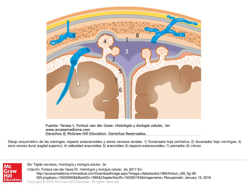 Dibujo esquemático de las meninges, espacio subaracnoideo y senos venosos durales. 1) Duramadre hoja perióstica; 2) duramadre hoja meníngea; 3) seno venoso dural (sagital superior); 4) vellosidad aracnoidea; 5) aracnoides; 6) espacio subaracnoideo; 7) piamadre; 8) cráneo.