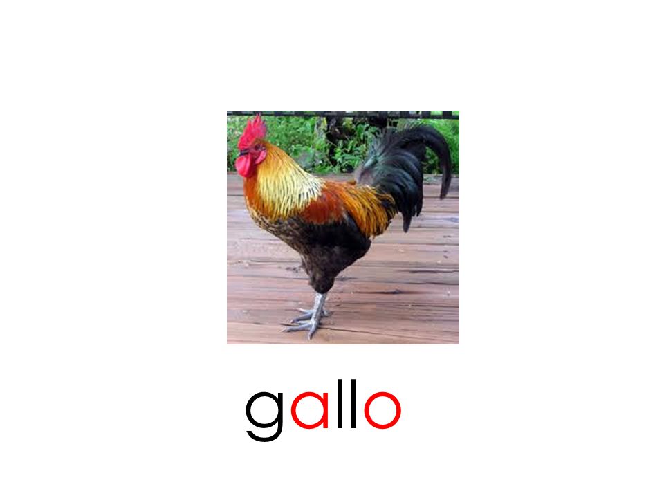 gallo