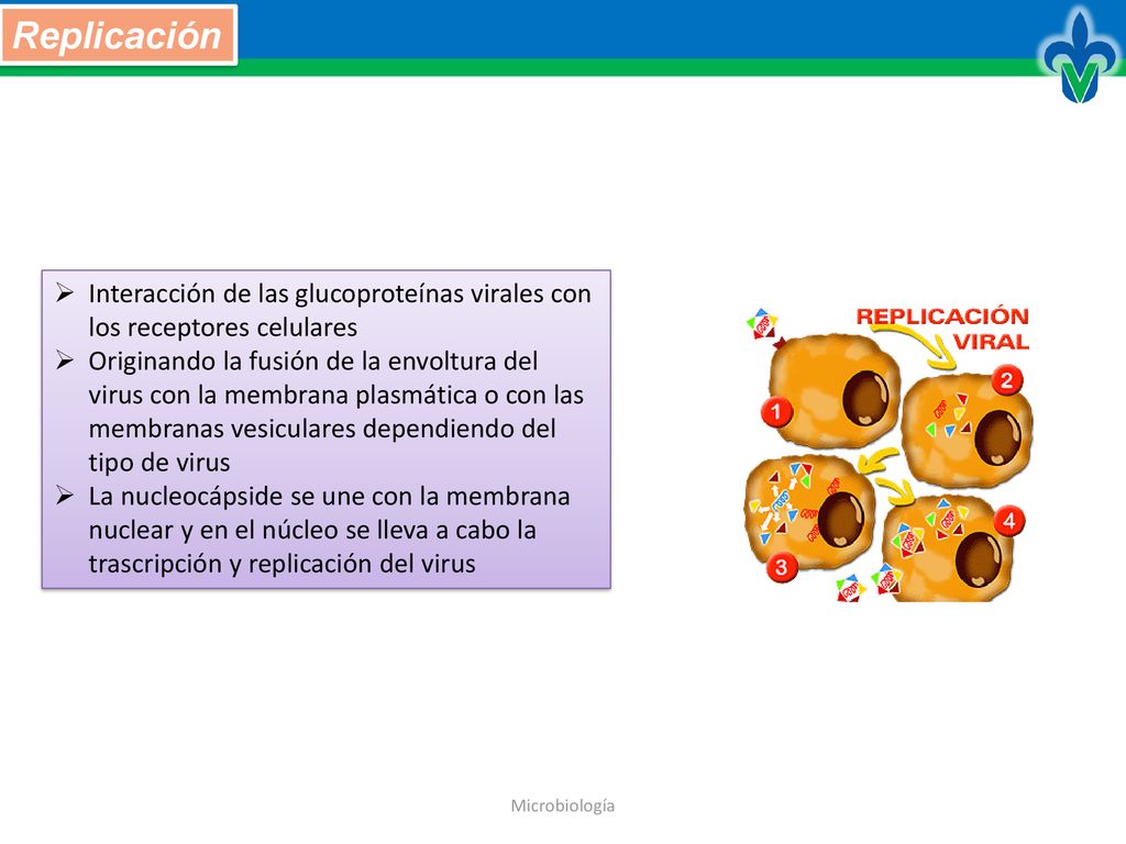 Replicación Interacción de las glucoproteínas virales con los receptores celulares.