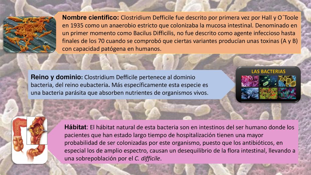 Nombre científico: Clostridium Defficile fue descrito por primera vez por Hall y O´Toole en 1935 como un anaerobio estricto que colonizaba la mucosa intestinal. Denominado en un primer momento como Bacilus Difficilis, no fue descrito como agente infeccioso hasta finales de los 70 cuando se comprobó que ciertas variantes producían unas toxinas (A y B) con capacidad patógena en humanos.