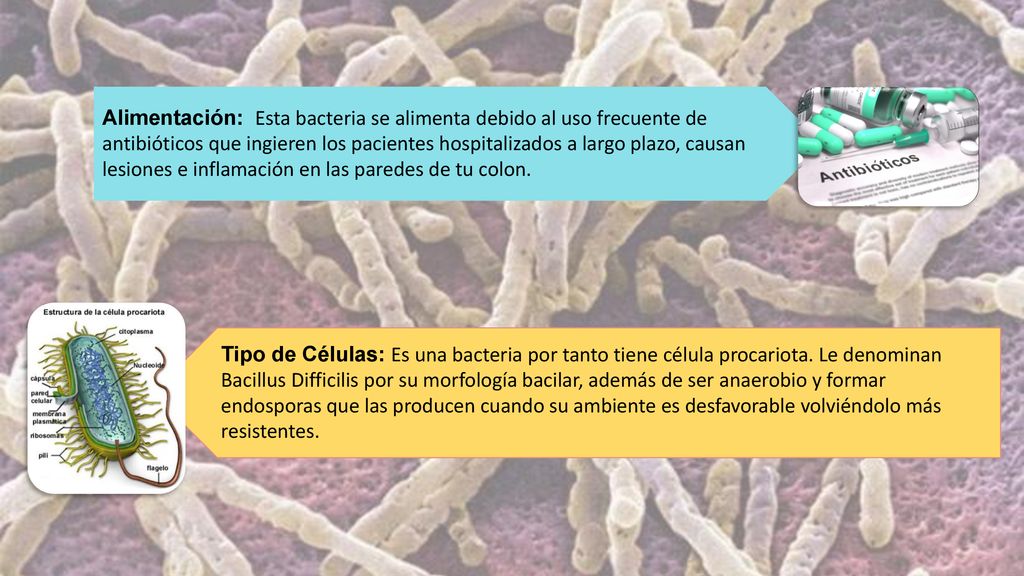 Alimentación: Esta bacteria se alimenta debido al uso frecuente de antibióticos que ingieren los pacientes hospitalizados a largo plazo, causan lesiones e inflamación en las paredes de tu colon.