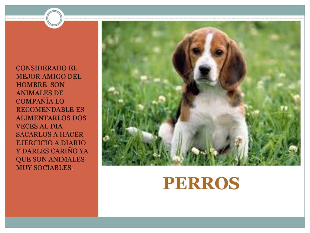 CONSIDERADO EL MEJOR AMIGO DEL HOMBRE SON ANIMALES DE COMPAÑÍA LO RECOMENDABLE ES ALIMENTARLOS DOS VECES AL DIA SACARLOS A HACER EJERCICIO A DIARIO Y DARLES CARIÑO YA QUE SON ANIMALES MUY SOCIABLES.