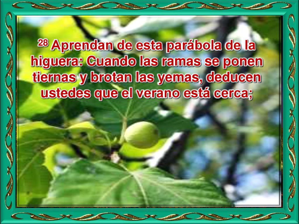 28 Aprendan de esta parábola de la higuera: Cuando las ramas se ponen tiernas y brotan las yemas, deducen ustedes que el verano está cerca;