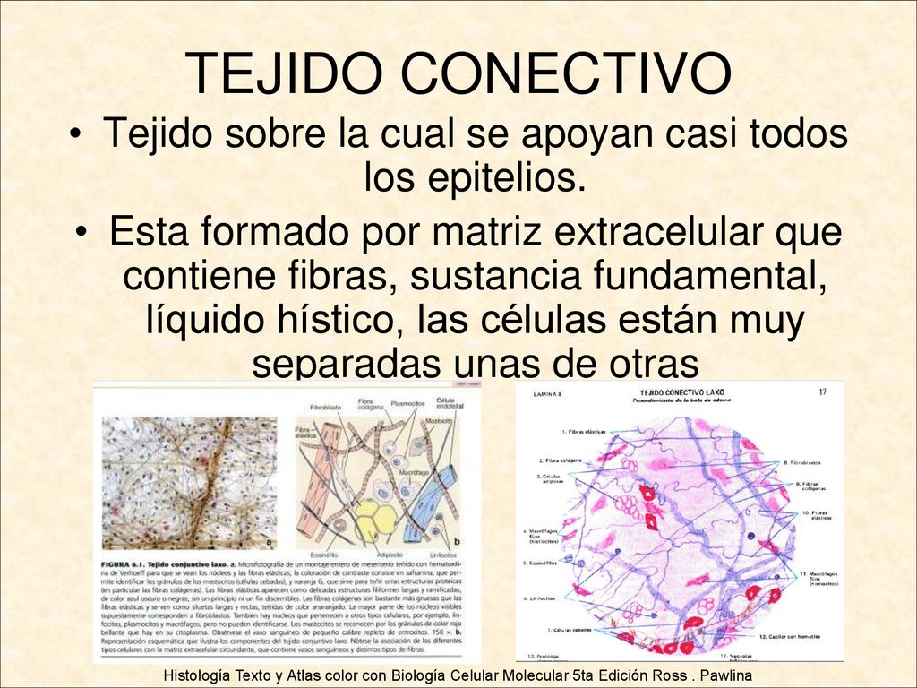 Tejido sobre la cual se apoyan casi todos los epitelios.