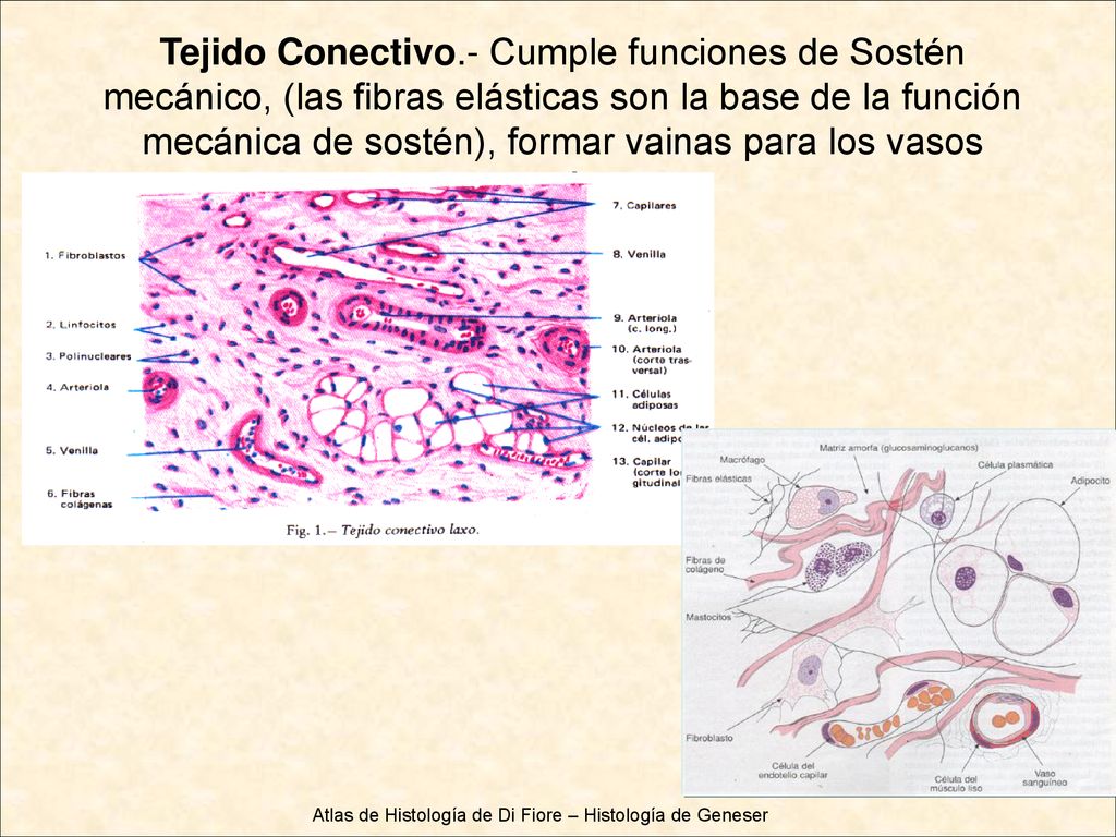 Atlas de Histología de Di Fiore – Histología de Geneser