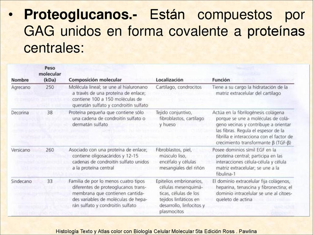 Proteoglucanos.- Están compuestos por GAG unidos en forma covalente a proteínas centrales: