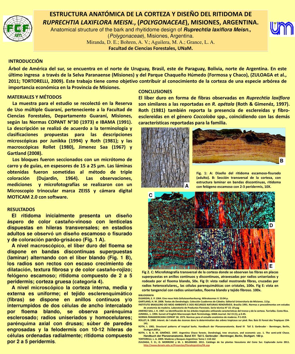 ESTRUCTURA ANATÓMICA DE LA CORTEZA Y DISEÑO DEL RITIDOMA DE RUPRECHTIA LAXIFLORA MEISN., (POLYGONACEAE), MISIONES, ARGENTINA. Anatomical structure of the bark and rhyitidome design of Ruprechtia laxiflora Meisn., (Polygonaceae), Misiones, Argentina. Miranda, D. E.; Bohren, A. V.; Aguilera, M. A.; Grance, L. A. Facultad de Ciencias Forestales, UNaM.
