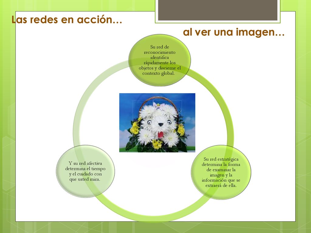 Y su red afectiva determina el tiempo y el cuidado con que usted mira.