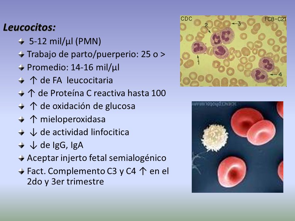 Leucocitos: 5-12 mil/µl (PMN) Trabajo de parto/puerperio: 25 o >
