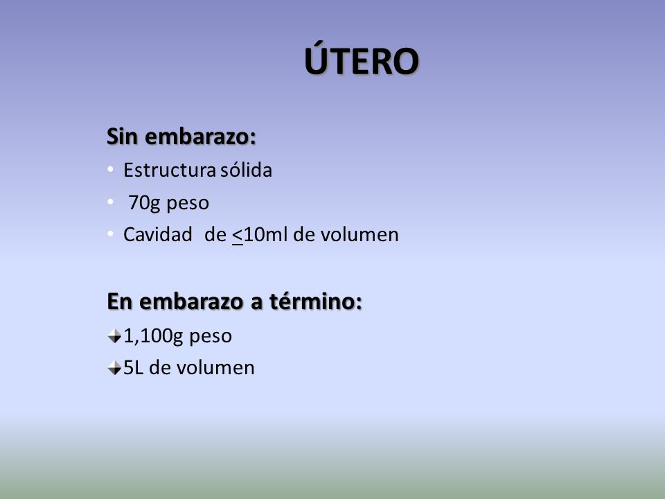 ÚTERO Sin embarazo: En embarazo a término: Estructura sólida 70g peso