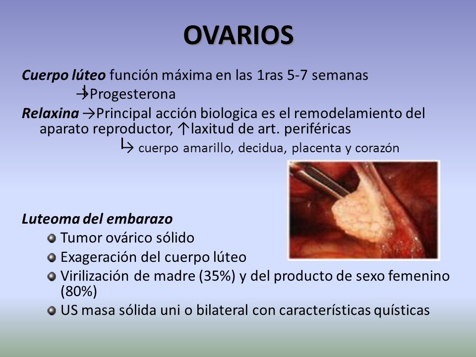 OVARIOS Cuerpo lúteo función máxima en las 1ras 5-7 semanas