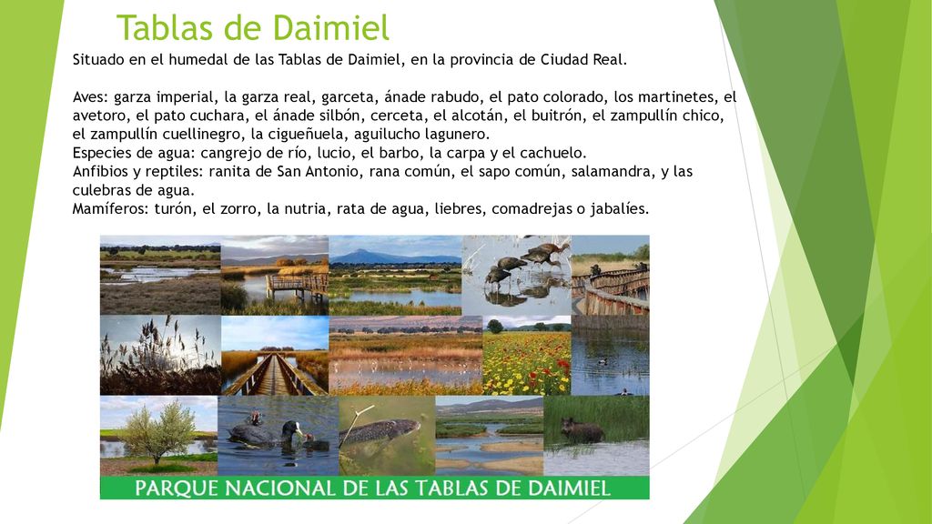 Tablas de Daimiel Situado en el humedal de las Tablas de Daimiel, en la provincia de Ciudad Real.