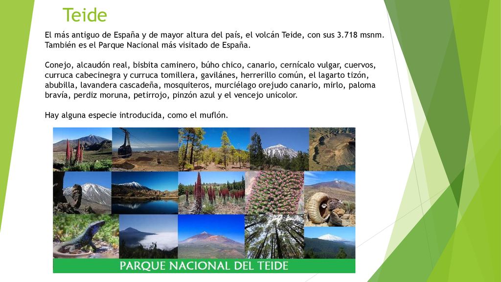 Teide El más antiguo de España y de mayor altura del país, el volcán Teide, con sus msnm. También es el Parque Nacional más visitado de España.