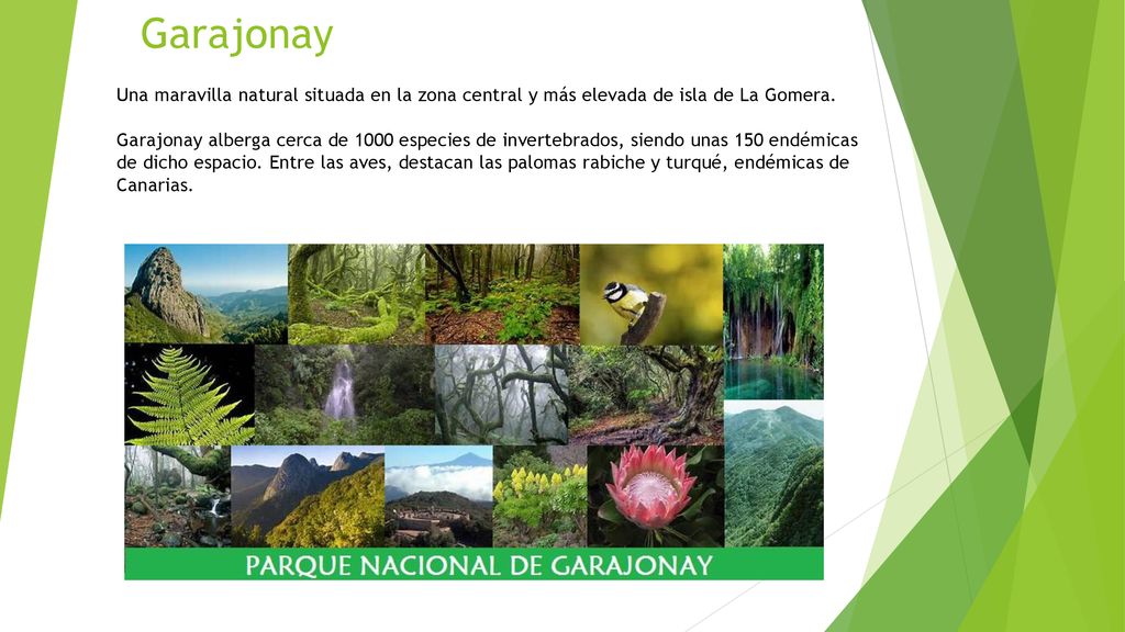 Garajonay Una maravilla natural situada en la zona central y más elevada de isla de La Gomera.