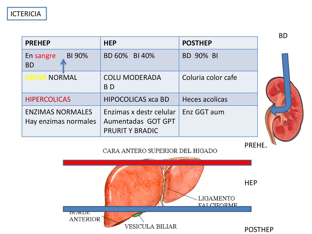ICTERICIA BD. PREHEP. HEP. POSTHEP. En sangre BI 90% BD. BD 60% BI 40% BD 90% BI. ORINA NORMAL.