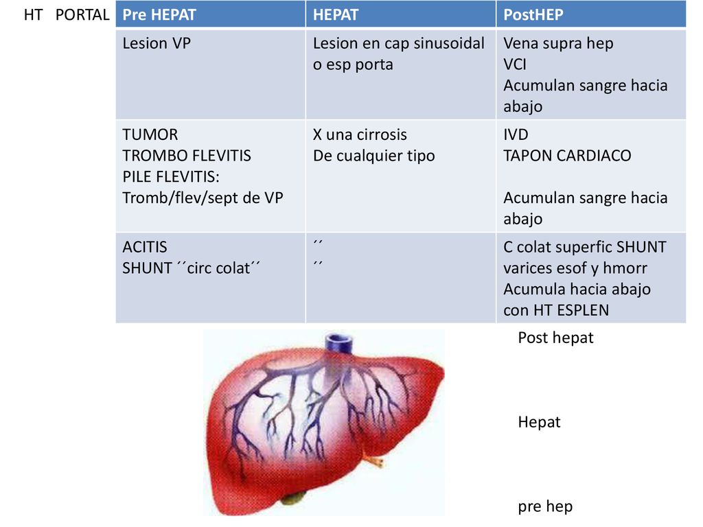 HT PORTAL Pre HEPAT. HEPAT. PostHEP. Lesion VP. Lesion en cap sinusoidal o esp porta. Vena supra hep.