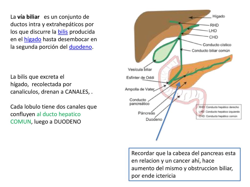 La vía biliar es un conjunto de ductos intra y extrahepáticos por los que discurre la bilis producida en el hígado hasta desembocar en la segunda porción del duodeno.