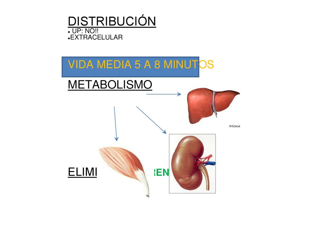 DISTRIBUCIÓN METABOLISMO ELIMINACIÓN: RENAL VIDA MEDIA 5 A 8 MINUTOS