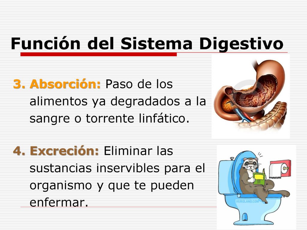 3. Absorción: Paso de los alimentos ya degradados a la. sangre o torrente linfático. 4. Excreción: Eliminar las.