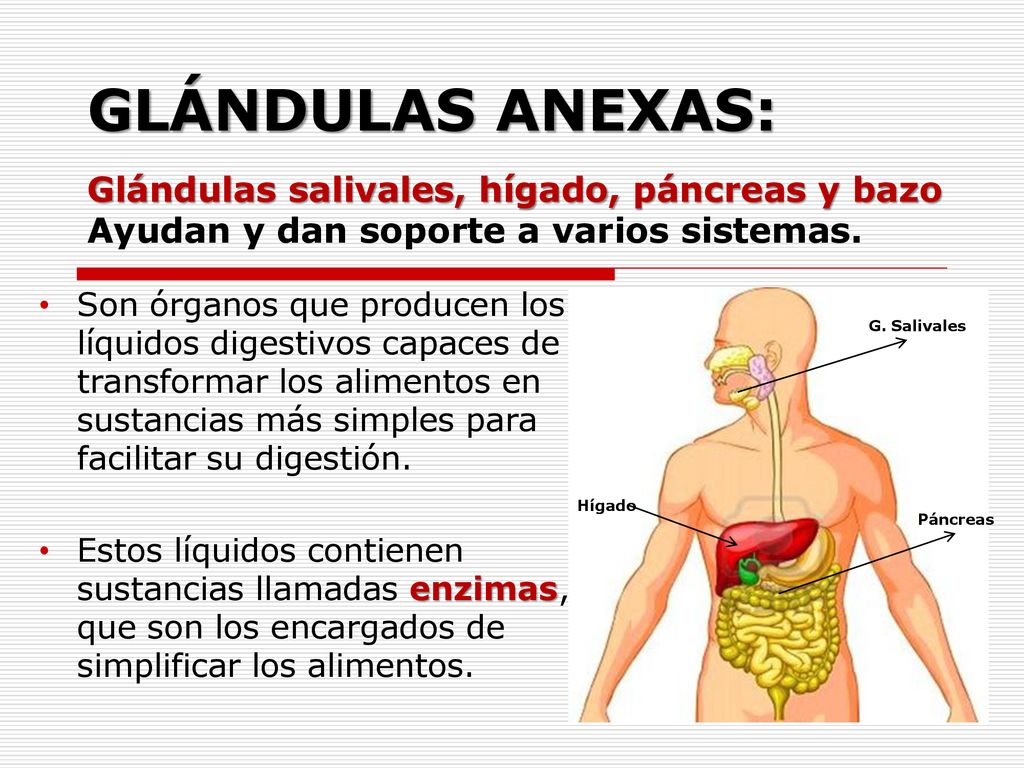 GLÁNDULAS ANEXAS: Glándulas salivales, hígado, páncreas y bazo Ayudan y dan soporte a varios sistemas.
