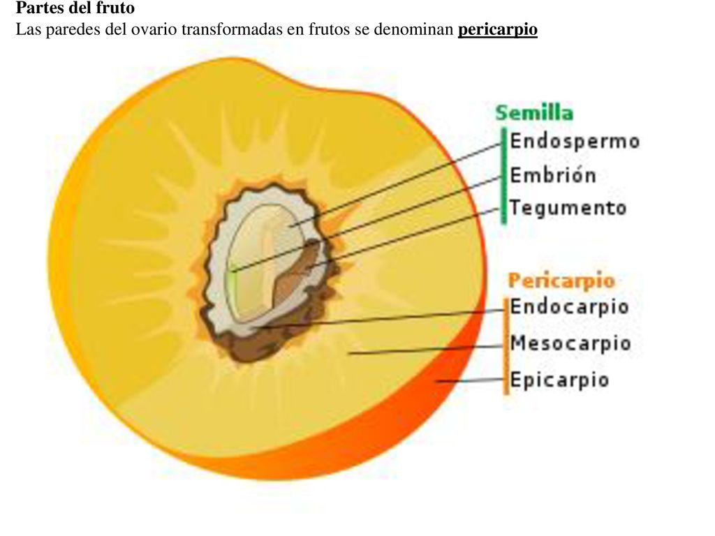 Partes del fruto Las paredes del ovario transformadas en frutos se denominan pericarpio
